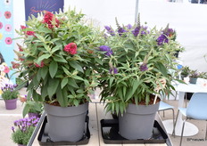 Bij Plantipp op de stand werd er wat extra aandacht gegeven aan de Butterfly Candy. Dit jaar voor het eerst verkocht en de hele serie bestaat uit 6 kleuren met allemaal dezelfde planteigenschappen. Het is een compacte serie wat uniek is voor een Buddlejal. Hij wordt maximaal maar 1 meter hoog. Het soort is ook de goud winnaar van de KVBC Summer Challenge.